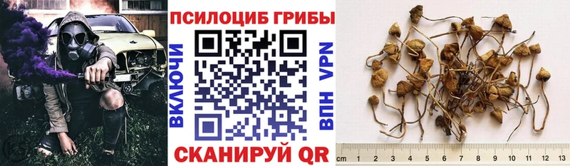 дарнет шоп  Берёзовский  Галлюциногенные грибы Psilocybe 